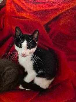 Dandy 3735 -  Domestic Short Hair Cat for Adoption in Dallas, Texas - Dandy 3735 | PetCurious