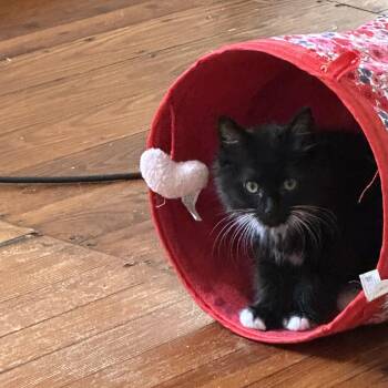 Audrey -  Domestic Long Hair Cat for Adoption in Powdersville, South Carolina - Audrey | PetCurious