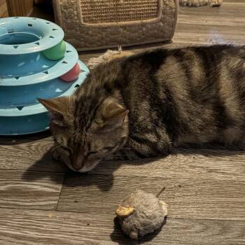 Essy -  Domestic Short Hair Cat for Adoption - Essy | PetCurious