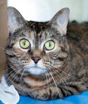 NINA -  Domestic Short Hair Cat for Adoption in Boston, Massachusetts - NINA | PetCurious