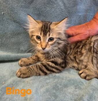 Bingo -  Tabby Cat for Adoption in Wheeling, Illinois - Bingo | PetCurious