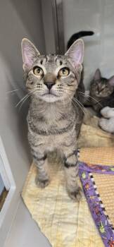 Rescue Domestic Short Hair and Tabby Cats for Adoption in Randolph, Massachusetts - Fry | PetCurious