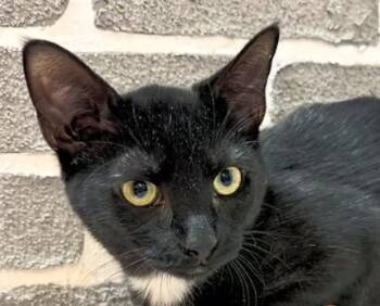 Domestic Short Hair Cats Available for Adoption - Tamari @ Fat Cat Cafe | PetCurious