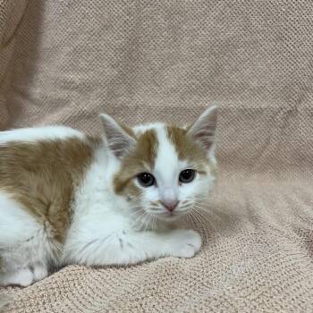 Domestic Short Hair Cats Available for Adoption in West Olive, Michigan - Elsa | PetCurious