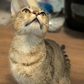 Stella -  Domestic Short Hair Cat for Adoption in NEW PT RICHEY, Florida - Stella | PetCurious