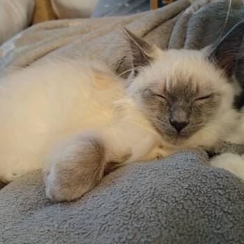 Milk -  Domestic Medium Hair and Siamese Cat for Adoption in Durham, North Carolina - Milk | PetCurious