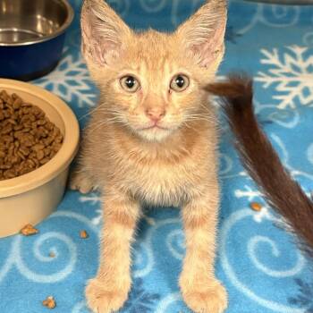 Crab Cake 9884 -  Domestic Short Hair Cat for Adoption in Columbus, Georgia - Crab Cake 9884 | PetCurious