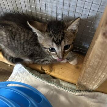 Domestic Short Hair Cats Available for Adoption in Wappingers Falls, New York - Lane | PetCurious
