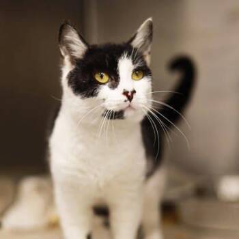 Domestic Short Hair Cats Available for Adoption - Jody | PetCurious