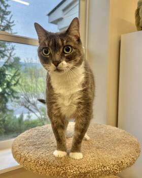 Domestic Short Hair Cats Available for Adoption in Arlington, Vermont - Bugsy | PetCurious