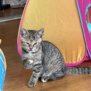 The Haunted Halls -  Domestic Short Hair Cat for Adoption in Fredericksburg, Virginia - The Haunted Halls | PetCurious