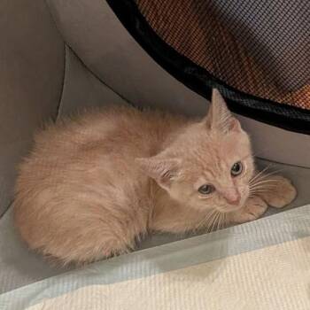 Tracy 3 -  Domestic Short Hair Cat for Adoption in Pikesville, Maryland - Tracy 3 | PetCurious