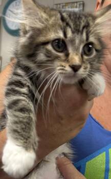 Zinny -  Domestic Long Hair and Tabby Cat for Adoption in Fremont, Nebraska - Zinny | PetCurious