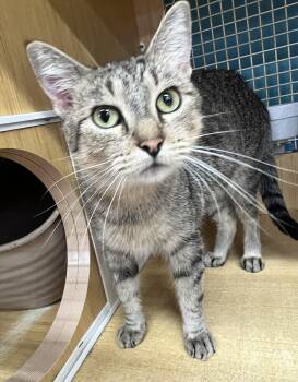 Rescue Domestic Short Hair Cats for Adoption in Manhattan, Kansas - Missy | PetCurious