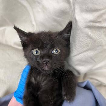 Domestic Short Hair Cats Available for Adoption in Lyndhurst, Virginia - SVAS-Stray-38672 | PetCurious
