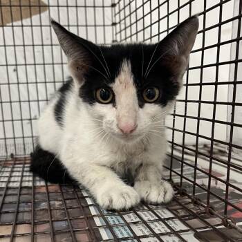 Smokey -  Domestic Short Hair Cat for Adoption in Edinburg, Texas - Smokey | PetCurious