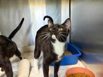 Domestic Short Hair Cats Available for Adoption in Dalton, Georgia - Hopscotch | PetCurious