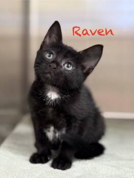 Domestic Short Hair Cats Available for Adoption in Pawleys Island, South Carolina - Raven | PetCurious