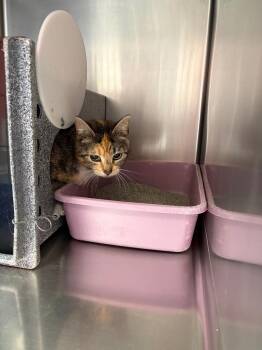 Domestic Medium Hair Cats Available for Adoption in Mocksville, North Carolina - Jack | PetCurious
