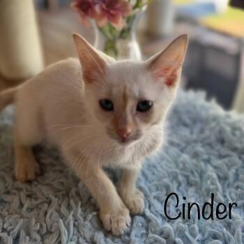 Rescue Siamese and Domestic Short Hair Cats for Adoption in Titusville, Florida - Cinder | PetCurious