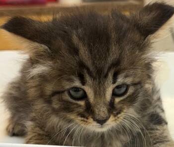 Domestic Short Hair Cats Available for Adoption in Elizabethton, Tennessee - ALPHA | PetCurious