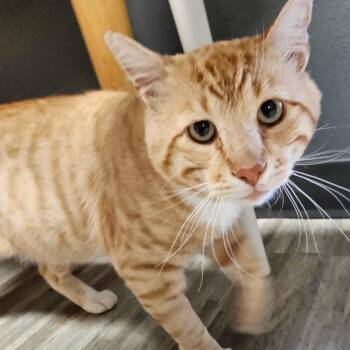 Fritz -  Domestic Short Hair Cat for Adoption in Las Vegas, Nevada - Fritz | PetCurious