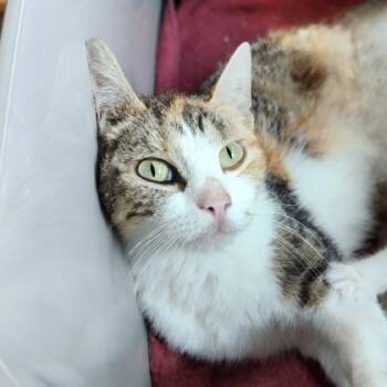 Rescue Domestic Short Hair Cats for Adoption in Westland, Michigan - Arbor | PetCurious