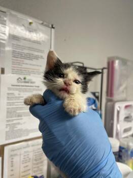Amanda -  Domestic Short Hair Cat for Adoption in Bolivar, Missouri - Amanda | PetCurious