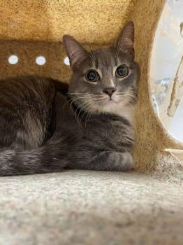 Domestic Short Hair and Tabby Cats Available for Adoption in Yardley, Pennsylvania - Oodles | PetCurious