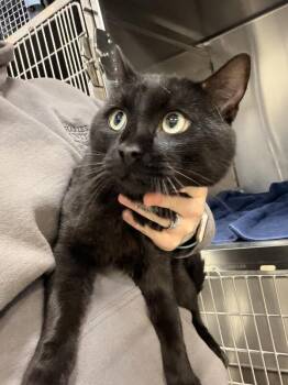 Marbles -  Domestic Short Hair Cat for Adoption in Saint Charles, Missouri - Marbles | PetCurious