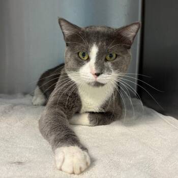 Domestic Short Hair Cats Available for Adoption in Englewood, Florida - Payday | PetCurious