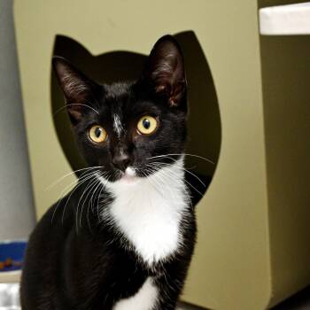 Guy Am I -  Domestic Short Hair Cat for Adoption in Seattle, Washington - Guy Am I | PetCurious
