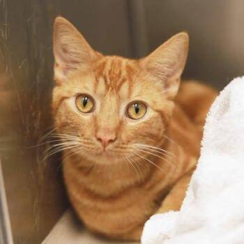 Cairo -  Domestic Short Hair Cat for Adoption in Atlanta, Georgia - Cairo | PetCurious