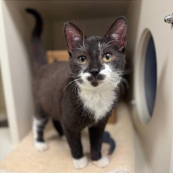 Mustache -  Domestic Short Hair Cat for Adoption in Fairport, New York - Mustache | PetCurious
