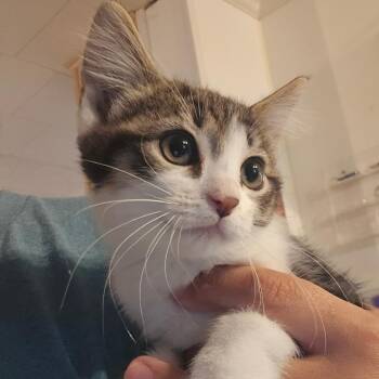 Alice -  Domestic Short Hair Cat Available for Adoption in Hanna City, Illinois - Alice | PetCurious