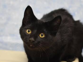 Sonny -  Domestic Short Hair Cat for Adoption in Portland, Oregon - Sonny | PetCurious