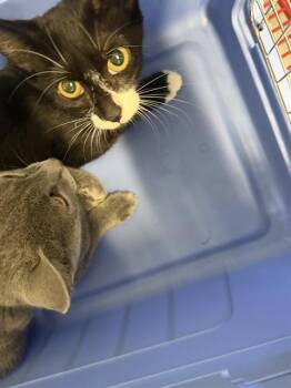 A1270442 -  Domestic Short Hair Cat for Adoption in Charlotte, North Carolina - A1270442 | PetCurious