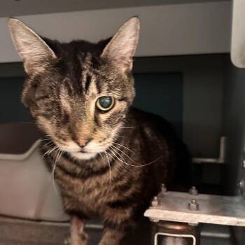 Mac -  Domestic Short Hair Cat for Adoption in Sarasota, Florida - Mac | PetCurious