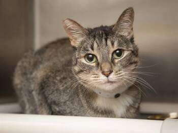 Domestic Short Hair Cats Available for Adoption - PENNY | PetCurious