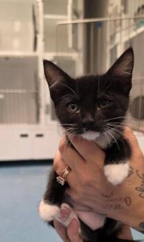 Bamboozle -  Domestic Medium Hair and Domestic Short Hair Cat for Adoption in Roseville, California - Bamboozle | PetCurious