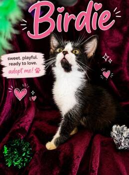 Birdie -  Domestic Short Hair Cat for Adoption in North Richland Hills, Texas - Birdie | PetCurious