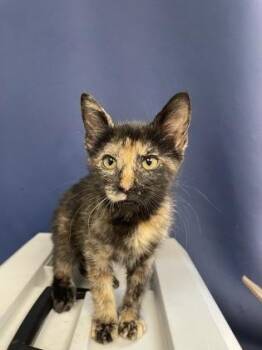 Caramel -  Domestic Short Hair Cat for Adoption in Houston, Texas - Caramel | PetCurious