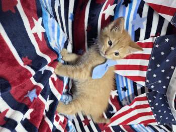 Jasper -  Domestic Short Hair Cat for Adoption in Delray, West Virginia - Jasper | PetCurious