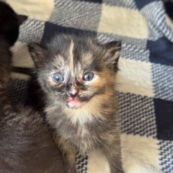 Lavender -  Domestic Short Hair Cat Available for Adoption in Asheville, North Carolina - Lavender | PetCurious
