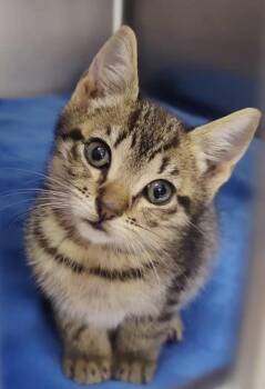 Forest -  Domestic Short Hair and Tabby Cat Available for Adoption in Greensboro, North Carolina - Forest | PetCurious