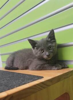 KYLAN -  Domestic Short Hair Cat for Adoption in St. Peters, Missouri - KYLAN | PetCurious