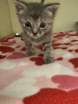 Chop -  Domestic Short Hair Cat for Adoption in Chamblee, Georgia - Chop | PetCurious