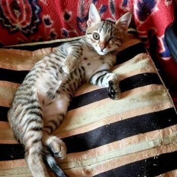 Rescue Tabby Cats for Adoption in Brampton, Ontario - Cherry- 1 Eye | PetCurious