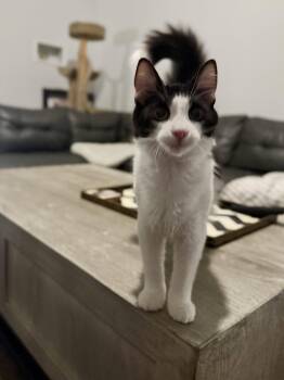 Cosmo -  Domestic Medium Hair Cat for Adoption in Scottsdale, Arizona - Cosmo | PetCurious