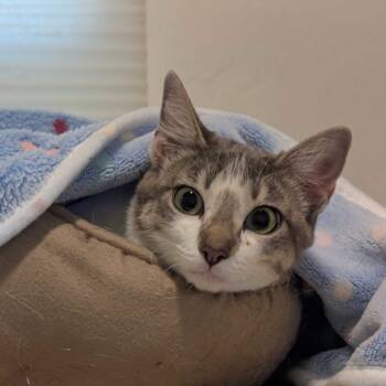 Rescue American Shorthair Cats for Adoption in Escondido, California - Fern | PetCurious